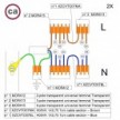 Kit de conexión WAGO compatible con cable 2x para Rosetón de 5 agujeros