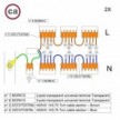 Kit de conexión WAGO compatible con cable 2x para Rosetón de 10 agujeros